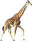 girafa.gif