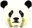 panda.gif